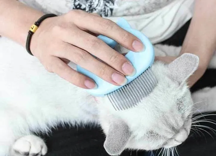 CAT MASSAGE GROOMING