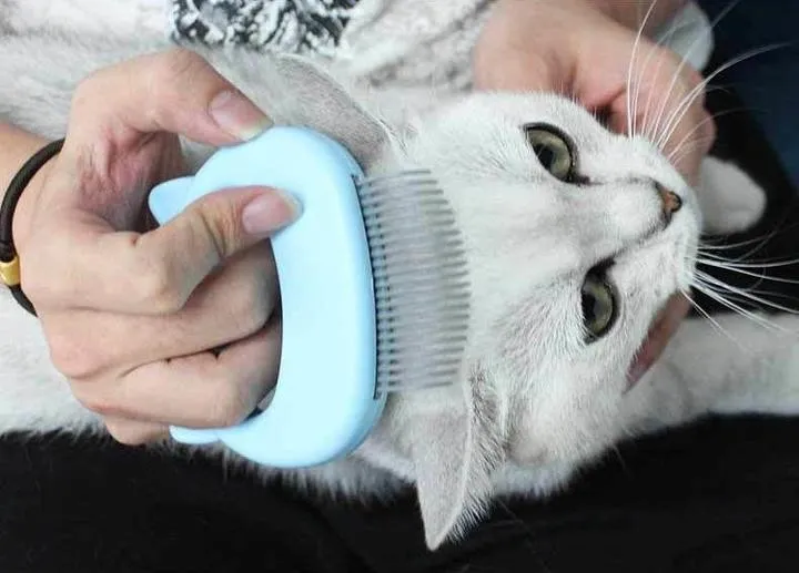 CAT MASSAGE GROOMING